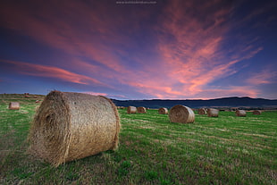 hay bale on green grass during golden hour HD wallpaper