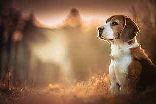 adult short-coated tan and white dog, Beagles, dog, blurred, depth of field HD wallpaper