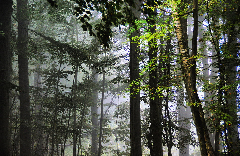 green trees, plants, trees, forest HD wallpaper