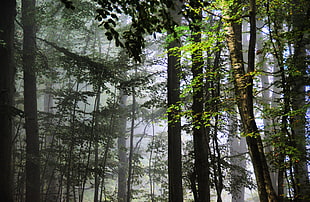 green trees, plants, trees, forest