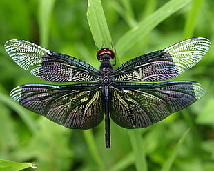 gray dragonfly, nature, dragonflies, insect, animals
