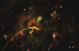 close-up photo of orange and black great spangled fritillary butterfly HD wallpaper