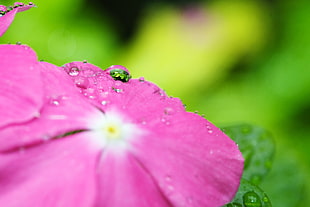 close up photo of pink flower HD wallpaper