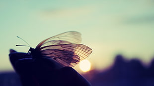 shallow focus photography of brown butterfly during sunset HD wallpaper
