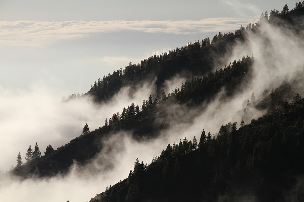 mountain with cloud and trees HD wallpaper