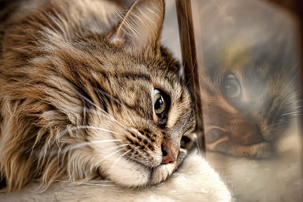 long-fur brown cat, cat, animals, reflection HD wallpaper