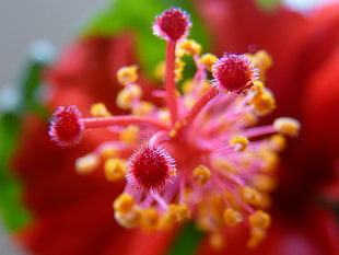 red hibiscus pistil selective focus photo HD wallpaper