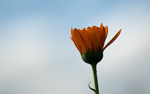 selective focus photo of orange daisy flower bud