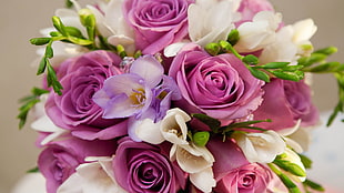 macro photo shot of pink and purple roses