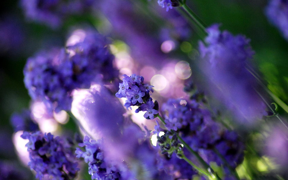 purple cluster flower in selective focus photography HD wallpaper