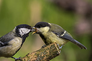 two black and brown birds, parus major