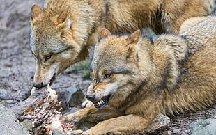 two brown wolves, wolf, animals