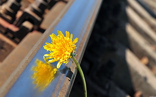 yellow dandelion flower in closeup photography
