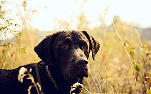 adult black Labrador retriever on grass field