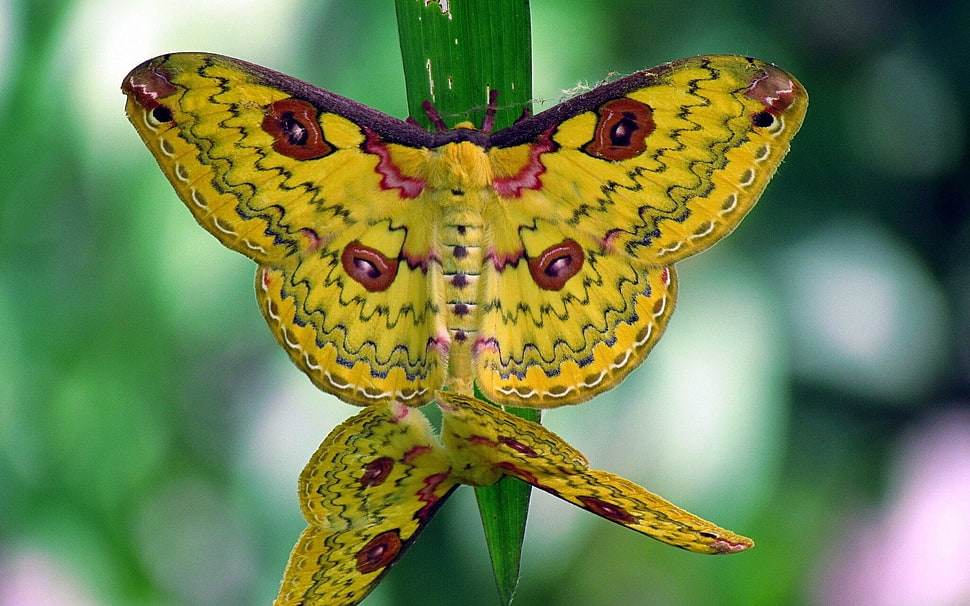 yellow moth HD wallpaper