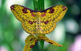 yellow moth