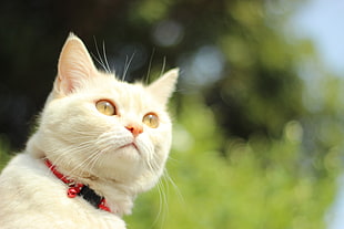 closeup photography of white cat during daytime, cats