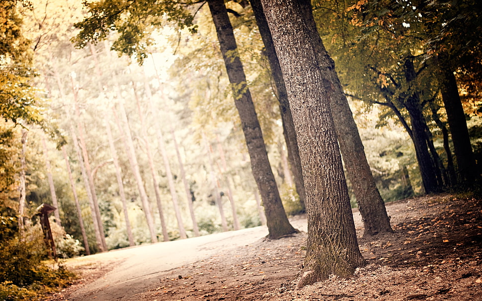 green trees near path way HD wallpaper