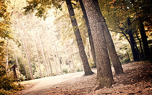 green trees near path way