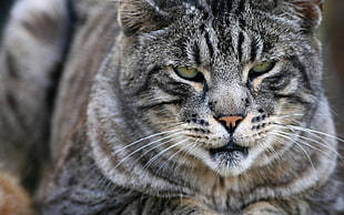 closeup photography of short-fur gray Cat HD wallpaper