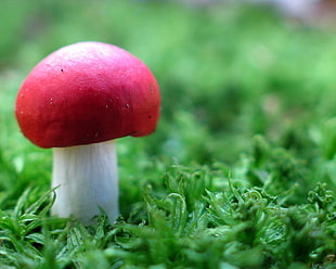 pink and white mushroom, mushroom, grass, plants