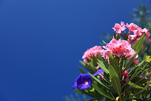pink and purple flowers HD wallpaper