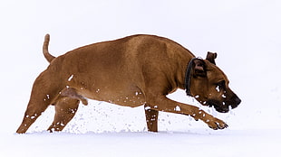 adult short-coated brown dog, rhodesian, ridgeback, running, snow