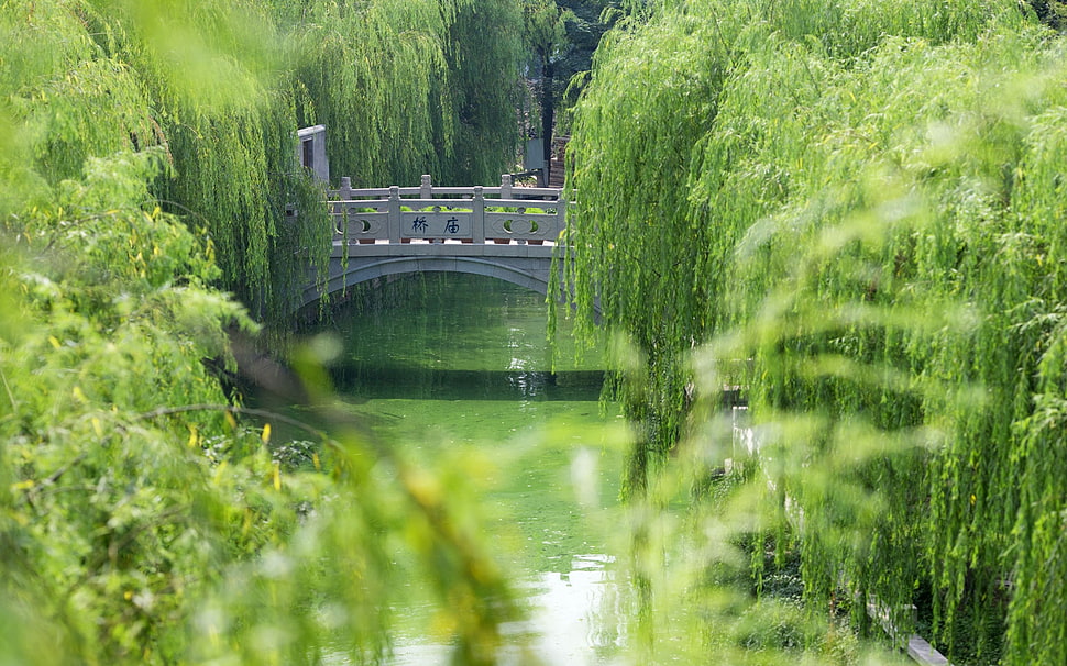 gray concrete bridge with green trees at daytime HD wallpaper
