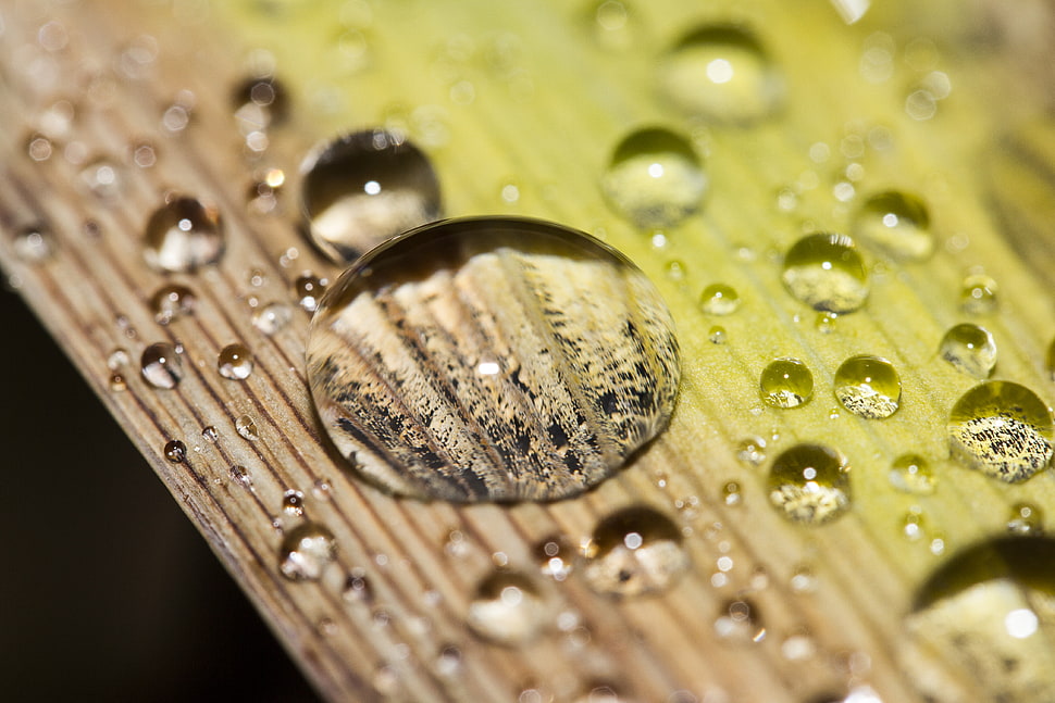 micro photography of dew drop HD wallpaper