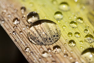 micro photography of dew drop