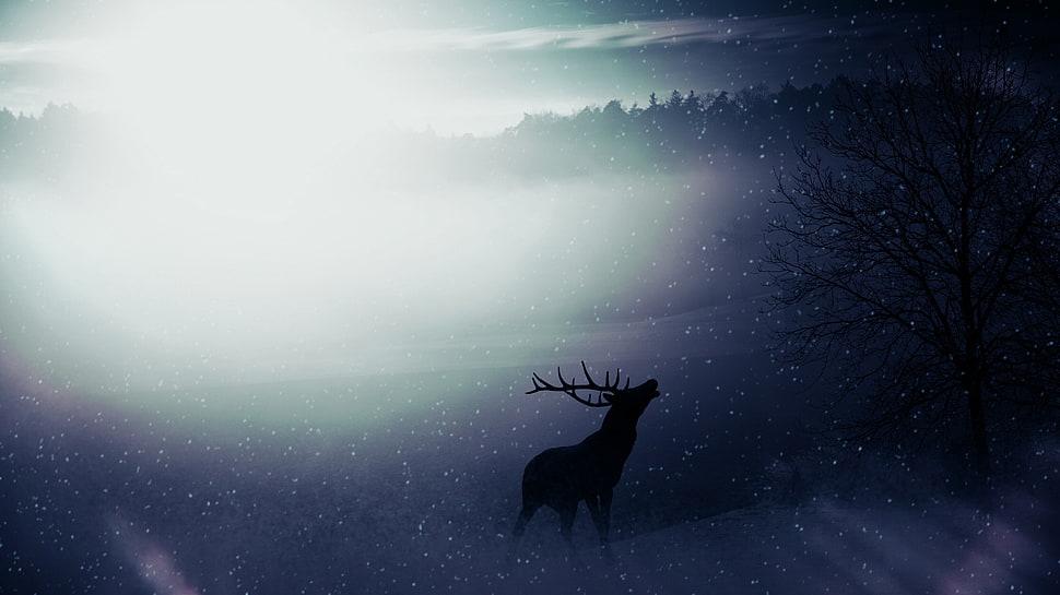 silhouette of Deer painting HD wallpaper