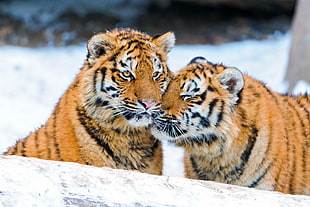 selective focus photogrpahy of two tigers