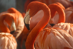 flock of flamingo HD wallpaper