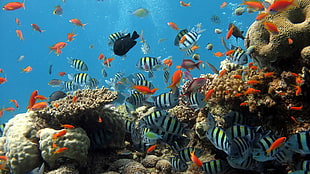 school of assorted-color fish, landscape, nature, fish, coral HD wallpaper