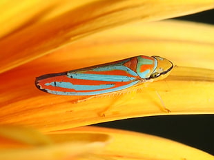 red, teal, and yellow leaf hopper on yellow leaf HD wallpaper