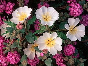 closeup photography of white and pink flowers