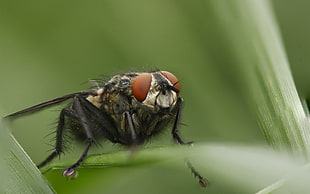 macro photography of black fly perched on green leaf