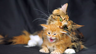 tortoiseshell cat leaning on orange Tabby cat's head