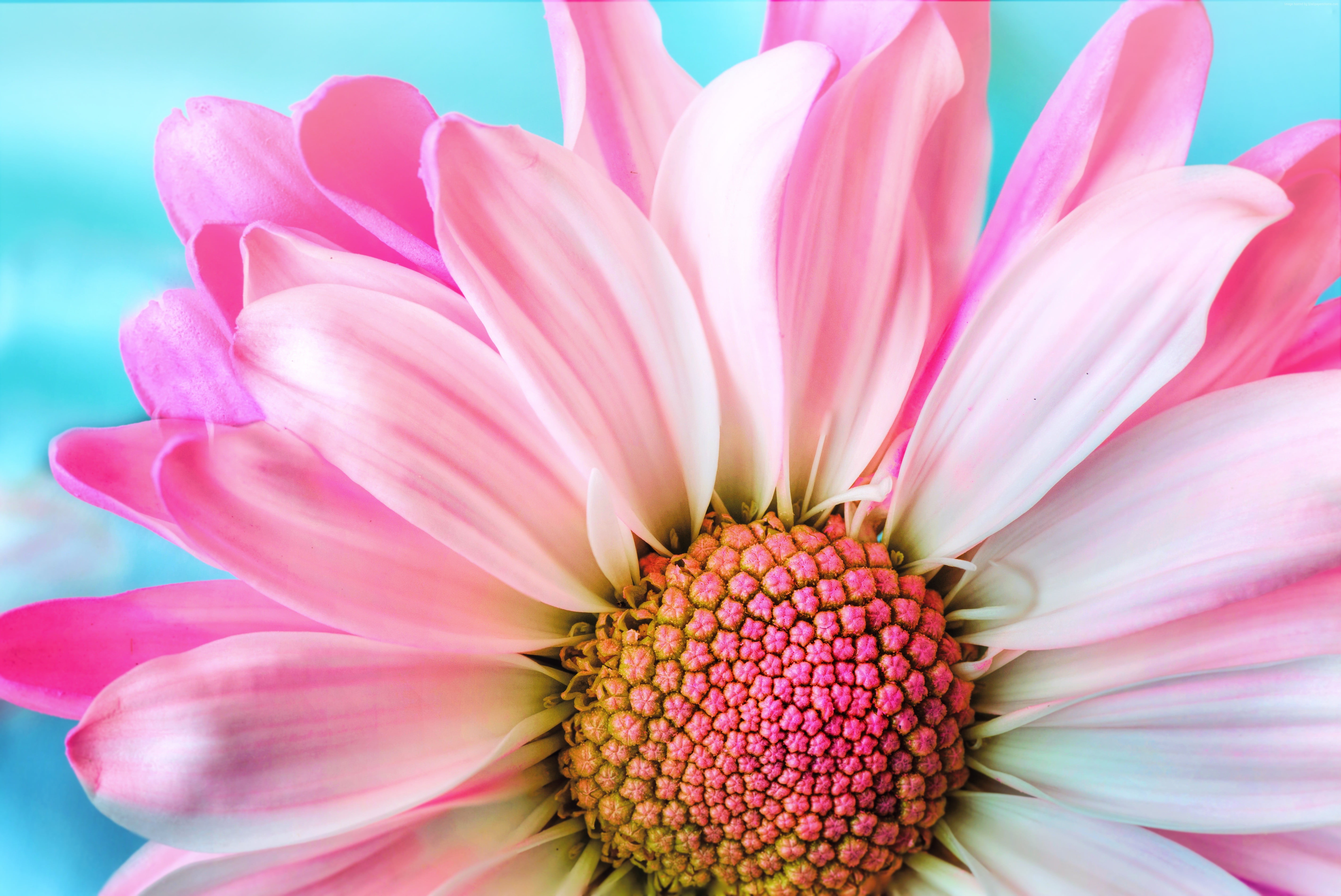 Pink chrysanthemum flower, flower, 4k HD wallpaper | Wallpaper Flare