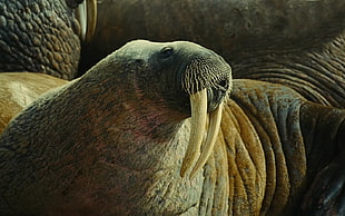 macro photography of gray walrus