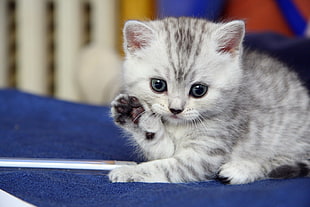 White and gray kitten
