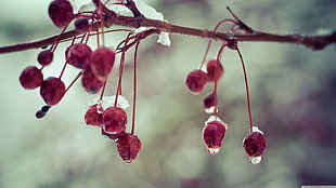 red berries, nature, plants, branch, ice