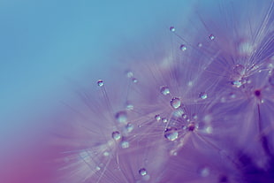closeup photography of flower digitla wallpaper, dandelion, dew, macro