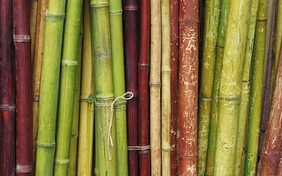 red and green bamboo tress HD wallpaper