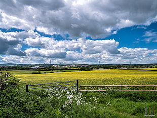 yellow Flower Field  with cloudy sky during daytime HD wallpaper