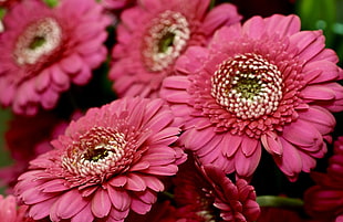 pink gerbera flowers HD wallpaper