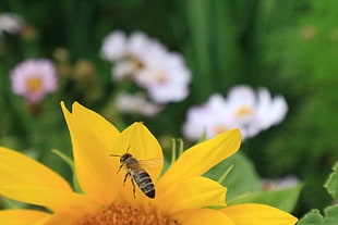 selective focus photography of bee on yellow petaled flower