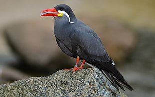 Inca Tern perched on rock during daytime HD wallpaper