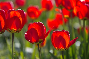 red tulip field, tulips HD wallpaper