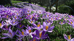purple Crocus flower field HD wallpaper